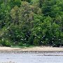 <p align=left>À La Malbaie, les goélands se rassemblent toujours nombreux dans la baie.<br />